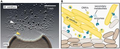 The Predation Strategy of Myxococcus xanthus